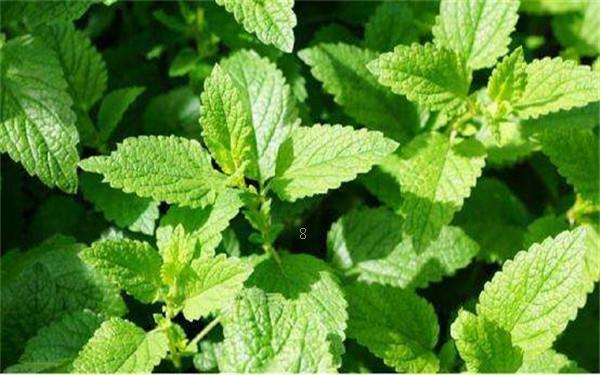 飘香藤需要打顶吗 打顶后如何养护 飘香藤需要打顶吗 打顶后如何养护