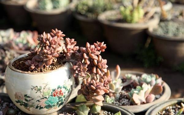 2025年金枝玉叶换盆注意事项 养护技巧有哪些 2025年金枝玉叶换盆注意事项 养护技巧有哪些