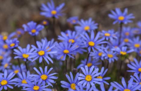 千金子对水稻有哪些危害 选择哪些除草剂效果好呢 千金子对水稻有哪些危害 选择哪些除草剂效果好呢