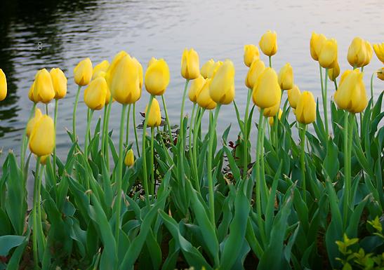 黑麦草什么时候种植好 科学管理方法有哪些