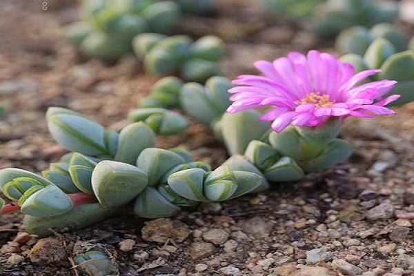 多肉植物哪里有卖 怎么挑选多肉 多肉植物哪里有卖 怎么挑选多肉