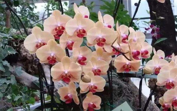 菊花施什么肥料长得好 施肥注意事项有哪些