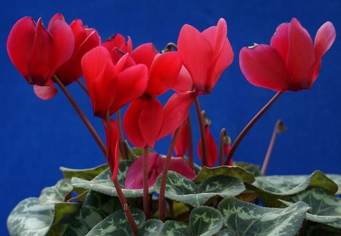 南阳台适合养什么花 有什么注意事项 南阳台适合养什么花 有什么注意事项