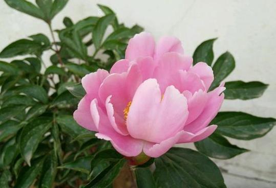 吊兰太长了怎么修剪 什么时候需要修剪