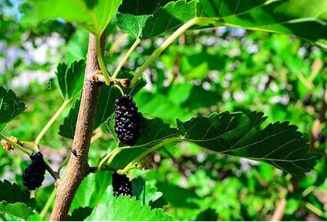 油茶苗怎样栽培 如何施肥除草