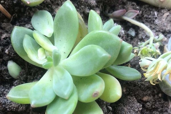 锦上珠烂根了怎么办 根烂怎么处理能救活 锦上珠烂根了怎么办 根烂怎么处理能救活