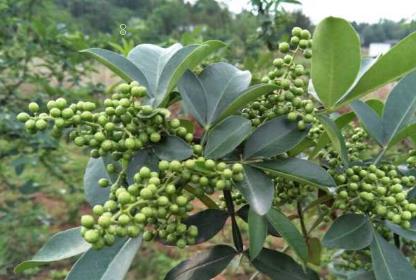 水稻病虫害绿色防治技术 水稻怎么养殖比较好 水稻病虫害绿色防治技术 水稻怎么养殖比较好