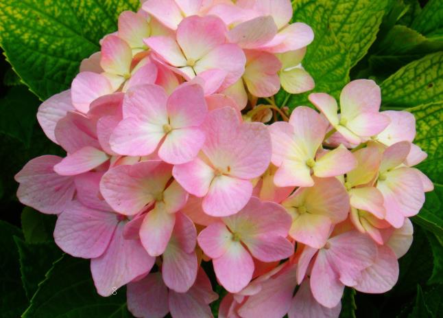 梅花叶子一碰就掉怎么回事 解决方法有哪些