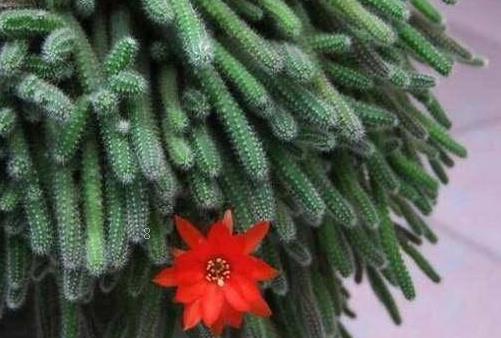 冬美人长太高怎么修剪 修剪时有哪些注意事项