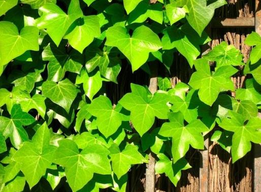 绣球花叶子有黑斑点怎么回事 补救措施有哪些