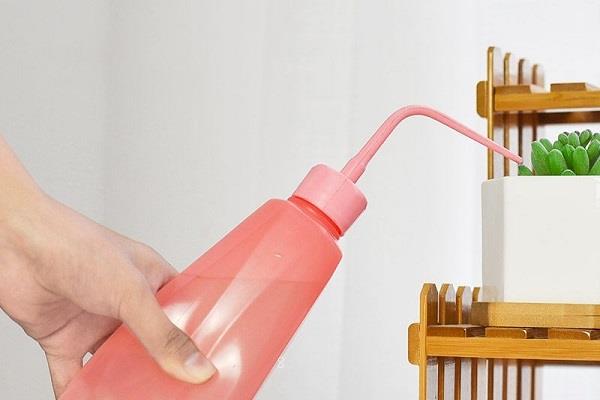 新手养多肉的技巧有哪些 需要注意什么问题