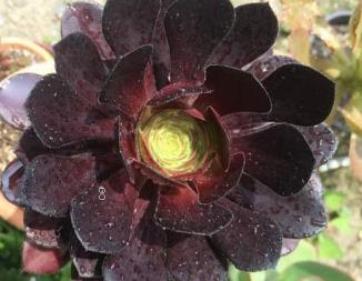 粉蓝鸟怎么养 多肉粉蓝鸟的种植注意事项