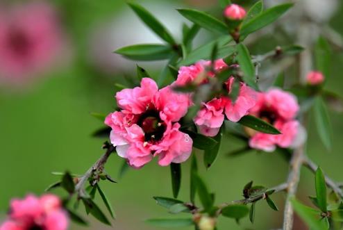 绣球叶子软塌塌的怎么办 解决措施有哪些