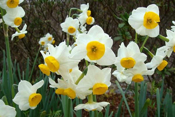 蟹爪兰扦插妙招 蟹爪兰的养护方法