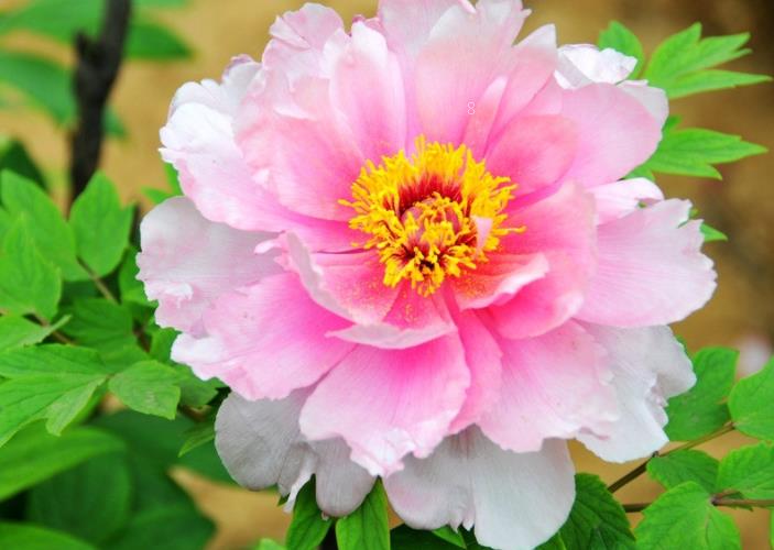 红宝石海棠花如何养殖 有哪些注意事项