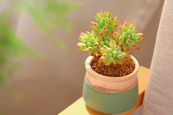 大姬星美人怎么养才爆盆 哪些因素比较重要