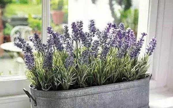 平安树叶子发黄怎么办 叶子发黄的原因及处理办法