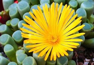 五十铃玉怎么换盆 五十铃玉换盆需要注意什么