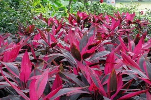 宝莲灯叶子发黄怎么办 叶子发黄的原因及处理方法 宝莲灯叶子发黄怎么办 叶子发黄的原因及处理方法