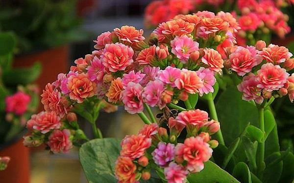 菊花是春季开花吗 菊花有什么寓意 菊花是春季开花吗 菊花有什么寓意