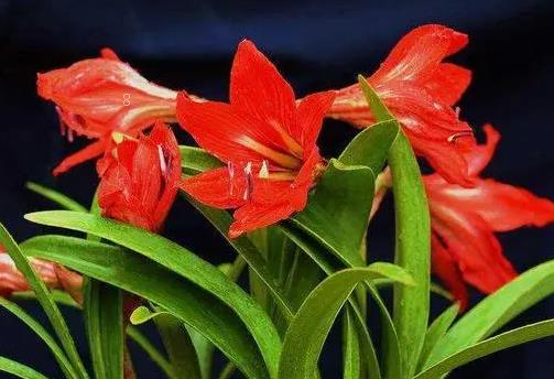 紫槐的花语是什么 适合送给什么人