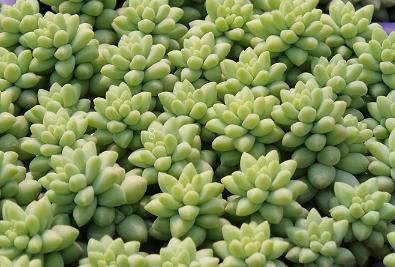 绯花玉烂根了怎么办 绯花玉怎么养殖比价好