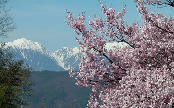 一年生草本花卉有哪些 有哪些是常见的 一年生草本花卉有哪些 有哪些是常见的