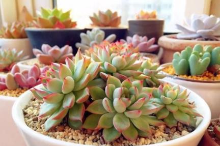 如何用葫芦和椰子养多肉 制作多肉花盆的方法