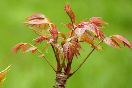 花椒树的种植方法 花椒养殖方法总结 花椒树的种植方法 花椒养殖方法总结