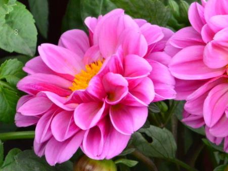 盆栽凌霄花冬天怎么管理 冬季最低多少度能存活 盆栽凌霄花冬天怎么管理 冬季最低多少度能存活