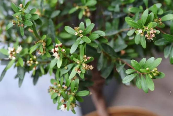 无花果开裂是什么原因 防治措施有哪些 无花果开裂是什么原因 防治措施有哪些