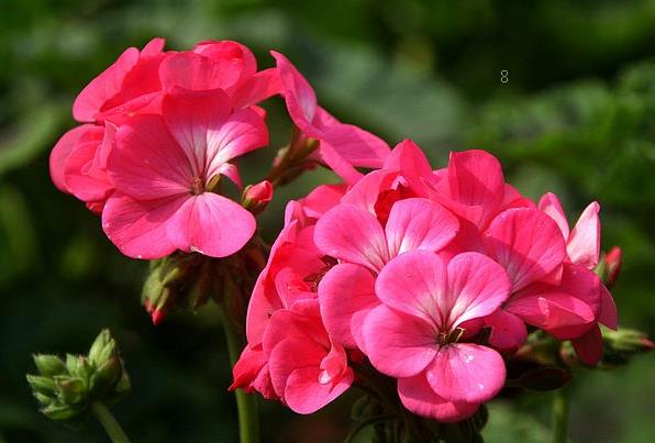 鹿元草长什么样 生长在什么环境