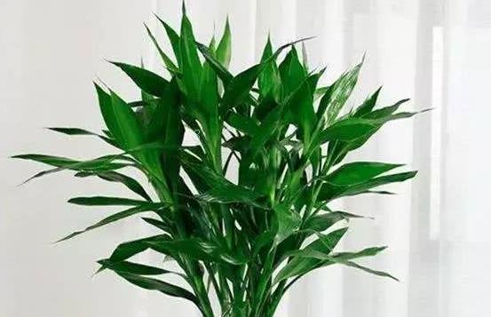 龙骨花的功效与作用是什么 使用时有什么禁忌 龙骨花的功效与作用是什么 使用时有什么禁忌