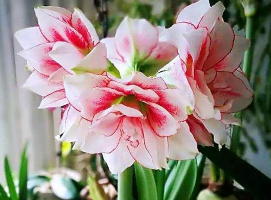 香椿树在风水上的说法 栽在什么位置好