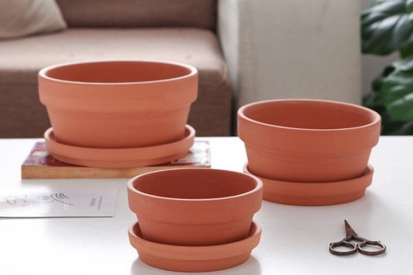 多肉植物可以放卧室吗 多肉的外貌特征 多肉植物可以放卧室吗 多肉的外貌特征