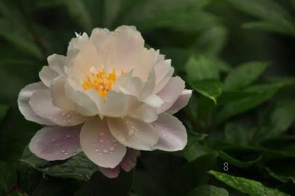 稻花香2号水稻标准化栽培技术 水稻怎么养殖