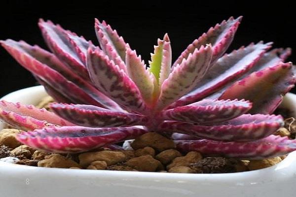 夏天如何养黑法师 需要注意哪些方面 夏天如何养黑法师 需要注意哪些方面