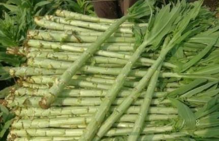 茶花的叶子尖发黄干枯怎么办 有哪些解决措施