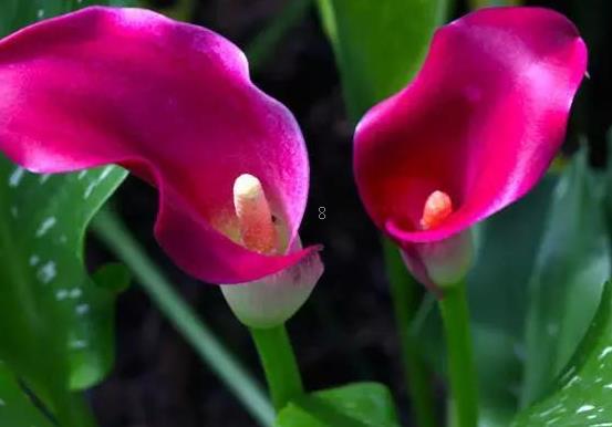 郁金香烂根怎么办 处理办法有哪些