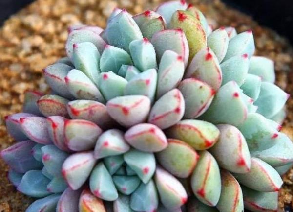 白菊多肉怎么养护 用深盆种还是浅盆种 白菊多肉怎么养护 用深盆种还是浅盆种