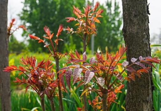 绿宝树叶子发黄的原因有什么 怎么解决 绿宝树叶子发黄的原因有什么 怎么解决