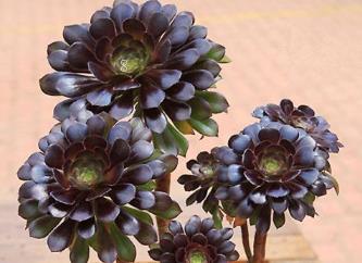 多肉怎么安全度过梅雨季节 多肉养护方法