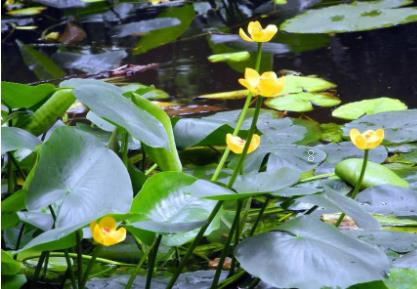 南方地区水稻直播栽培技术 水稻应该怎么养殖