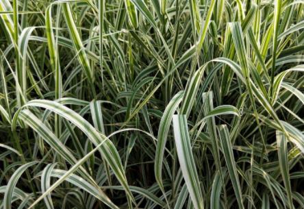 水稻种植为什么会黄叶 水稻黄叶原因分析及防治