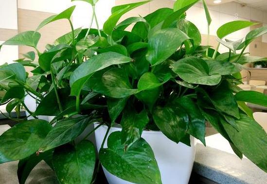 向日葵做干花的方法是什么 做干花可以晒吗