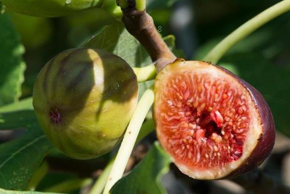 凤仙花不开花什么原因 补救方法有哪些