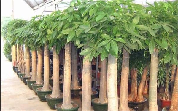 杜鹃花用深盆还是浅盆 如何才能养好杜鹃花 杜鹃花用深盆还是浅盆 如何才能养好杜鹃花