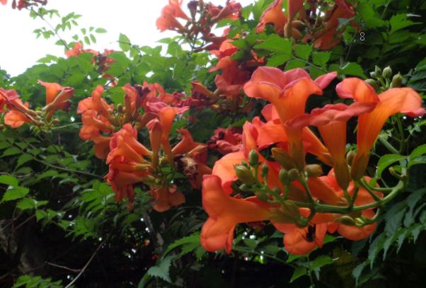 小丽花开花后怎么处理 修剪方法是什么 小丽花开花后怎么处理 修剪方法是什么