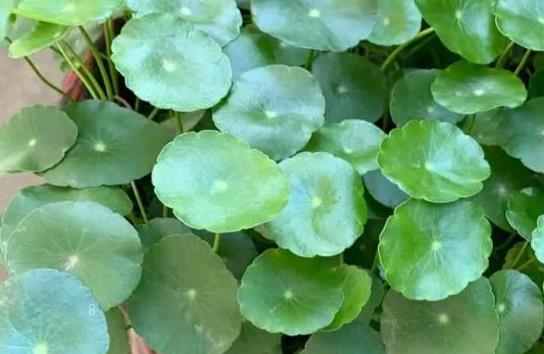 白掌如何养殖长得好 浇水的注意事项有哪些