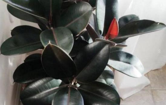 怎样养殖昙花小苗 小苗种植多久可以施肥